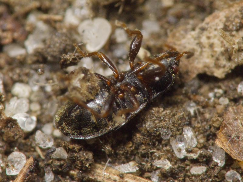 Plinthisus pusillus (Scholtz, 1847)
